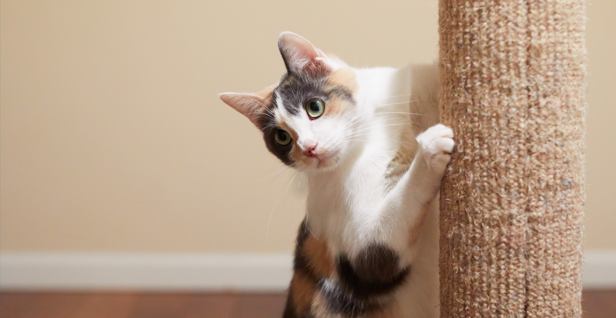 5 Tips to Keep Your Cat from Scratching Your Furniture