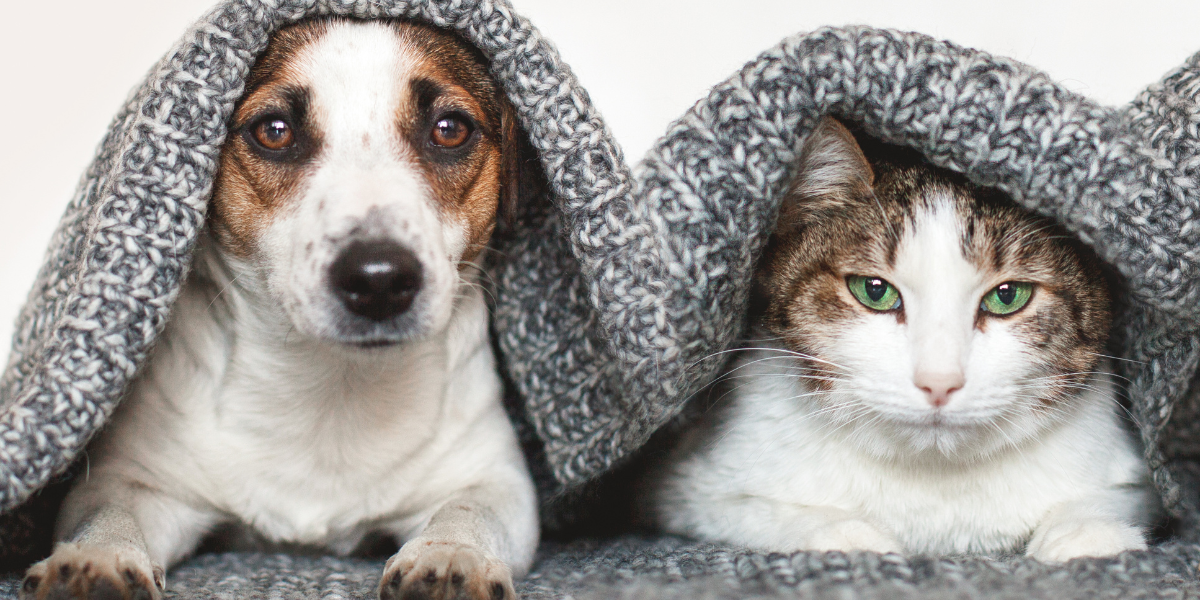 Purr-fectly Cozy: Winter Care Tips for Cats and Dogs
