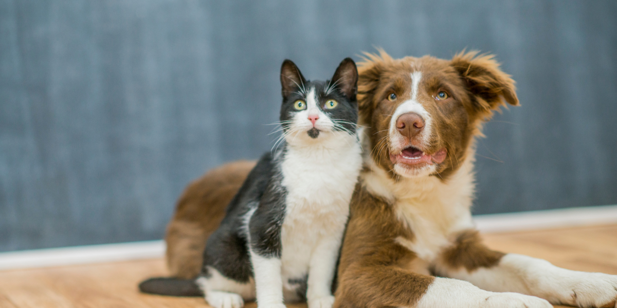 Decoding the Silent Language: A Guide to Canine and Feline Body Language