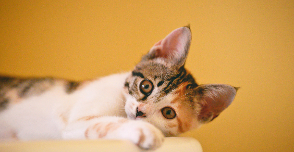 Decoding Odd Yet Common Cat Behaviors: Understanding Your Feline Friend