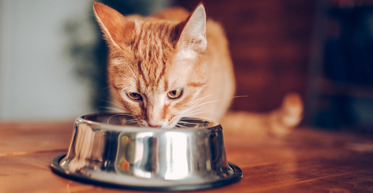 Nourishing Whiskers: Unraveling the Benefits of Wet Cat Food