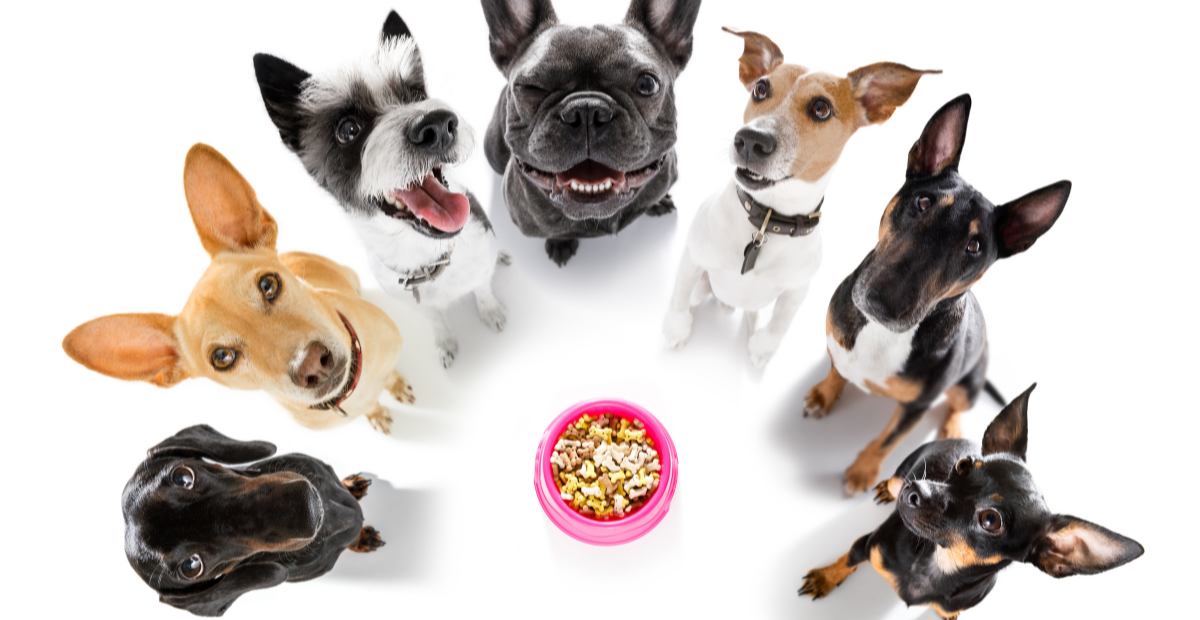 Choosing the Right Treats for Your Dog's Size and Breed: Tailoring Rewards for Optimal Health with PET-INTEREST