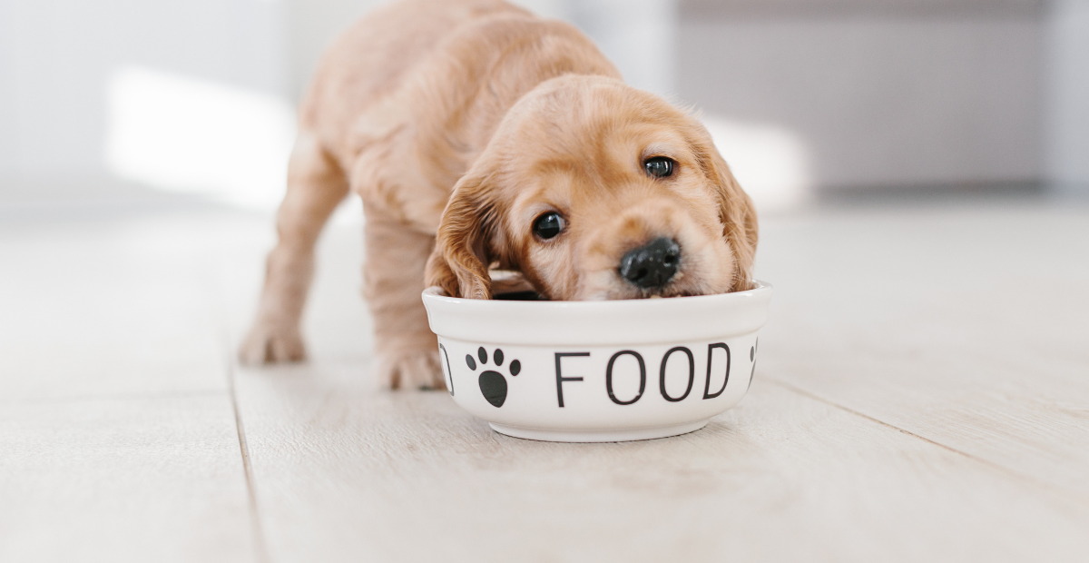 Top 10 Dog-Friendly Human Foods: Nutritious Treats for Your Furry Friend