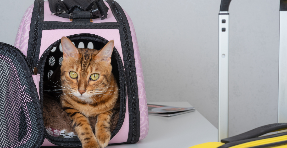 Traveling with Pets: Tips for Stress-Free Journeys with PET-INTEREST